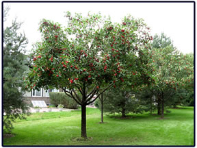Apple tree prune after